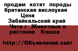 продам  котят  породы британская вислоухая › Цена ­ 3 000 - Забайкальский край, Чита г. Животные и растения » Кошки   